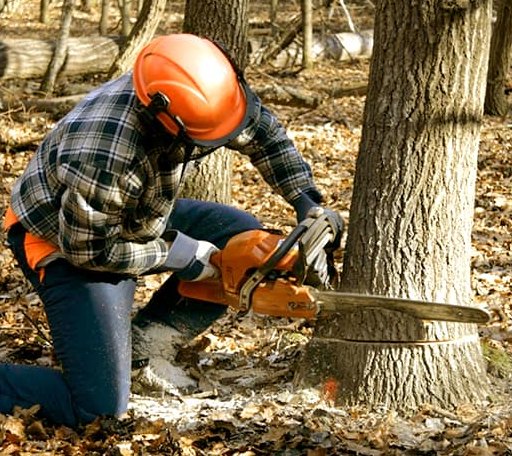 Tree Removal in Brinson, GA